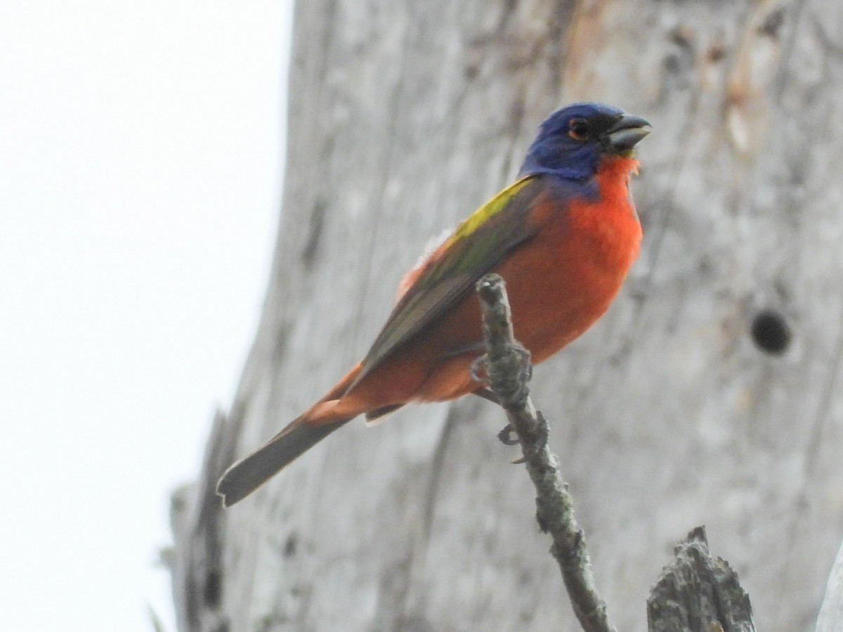 Painted Bunting - ML620674196