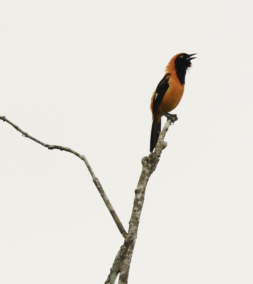 Orange-backed Troupial - Bill Hubick