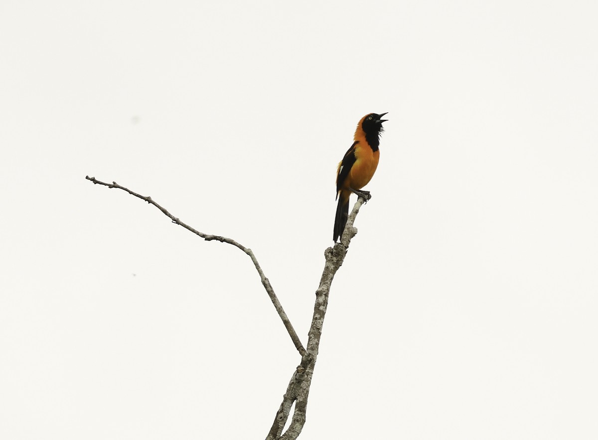 Orange-backed Troupial - Bill Hubick