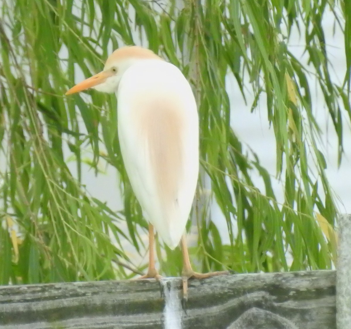 Western Cattle Egret - ML620674205