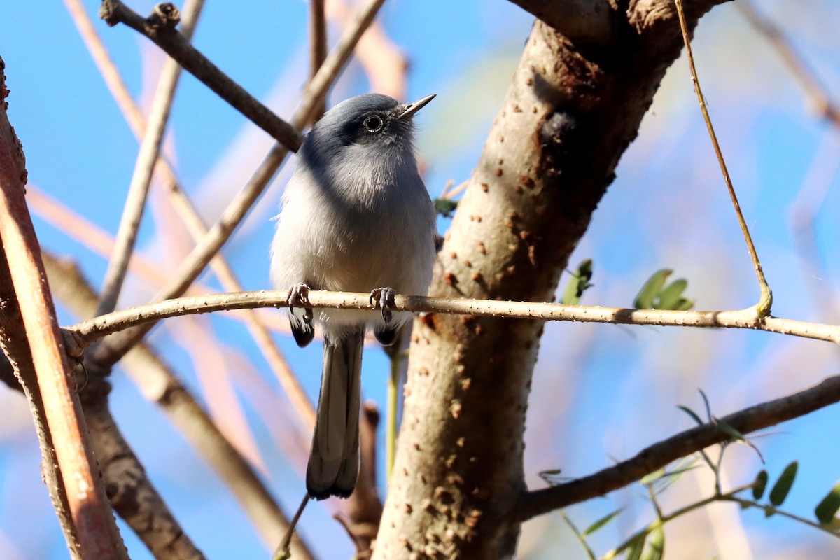 Masked Gnatcatcher - ML620674209