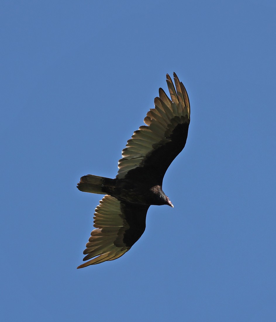 Turkey Vulture - ML620674210