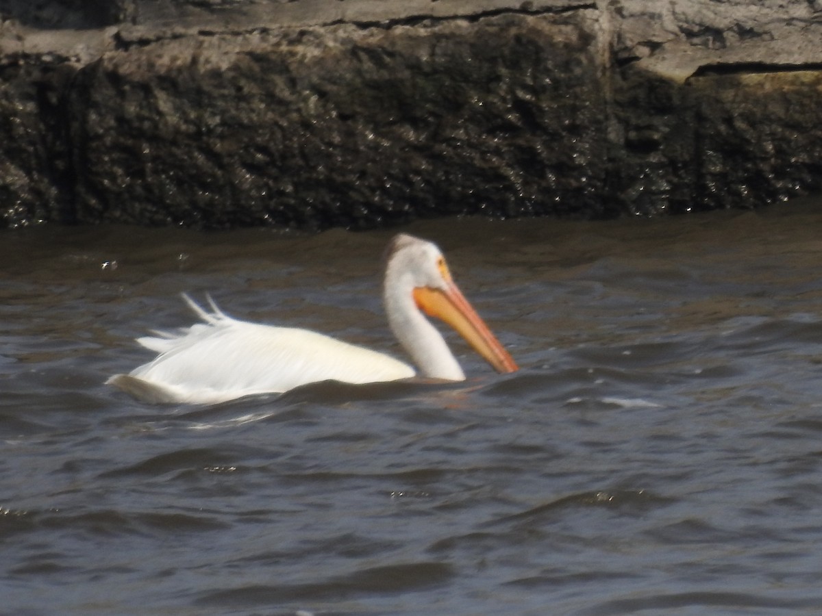 American White Pelican - James Hickner