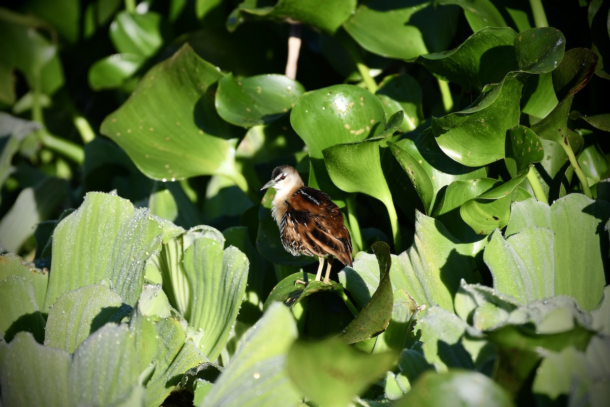 Yellow-breasted Crake - ML620674213