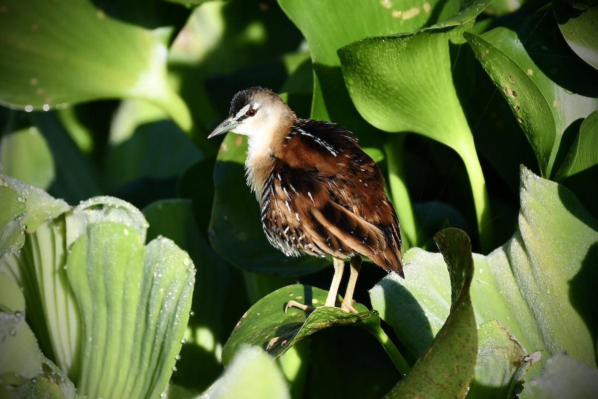 Yellow-breasted Crake - ML620674214