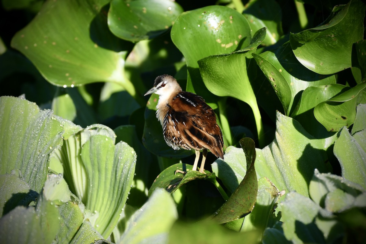 Yellow-breasted Crake - L.Vidal Prado Paniagua