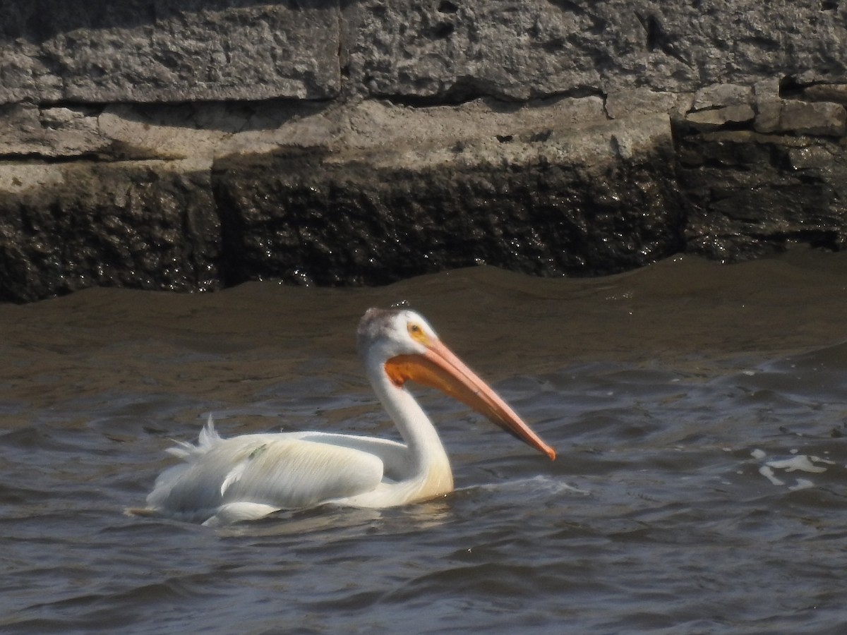 American White Pelican - ML620674217