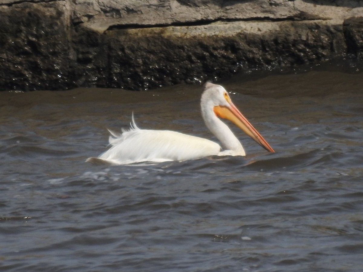 American White Pelican - ML620674218