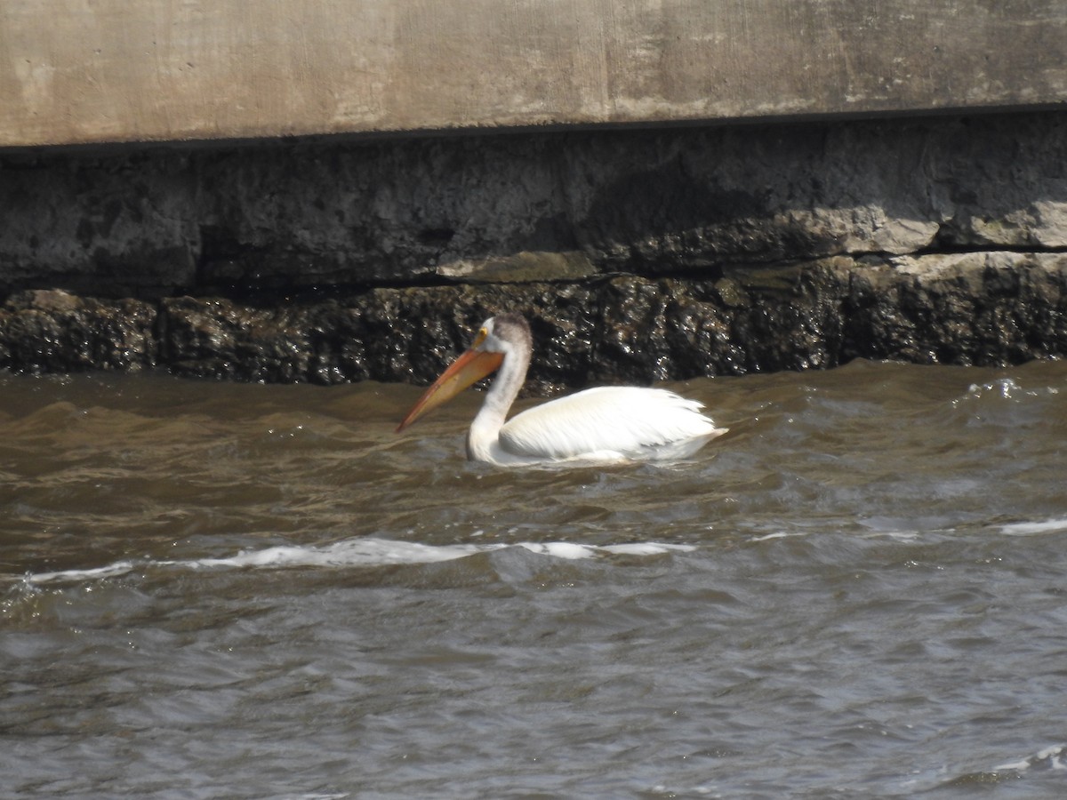 American White Pelican - ML620674219