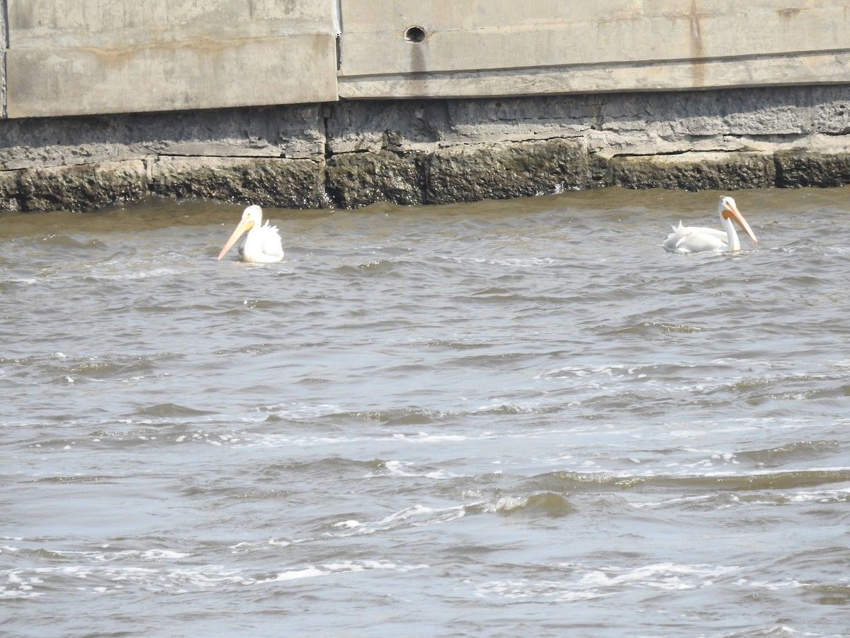 American White Pelican - ML620674220