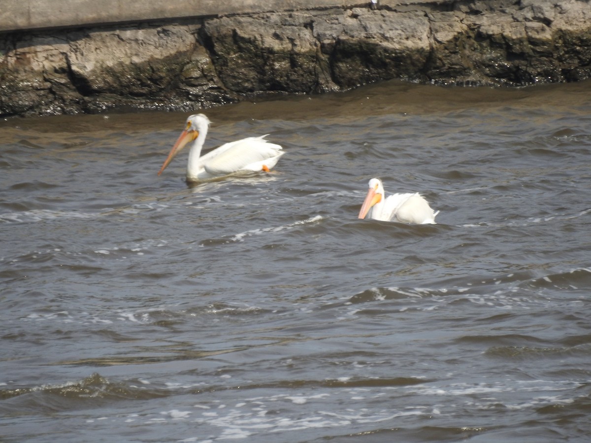 American White Pelican - James Hickner