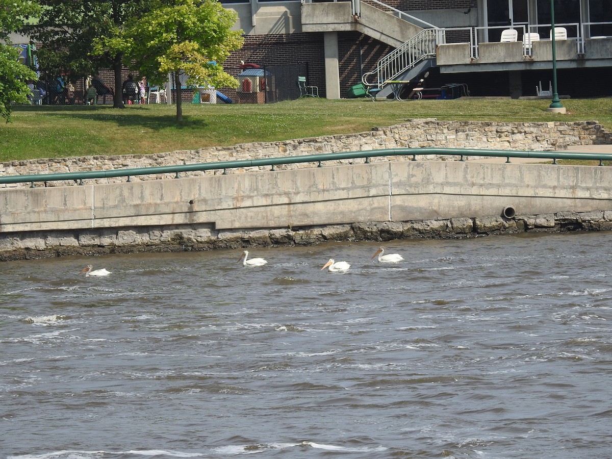 American White Pelican - ML620674222