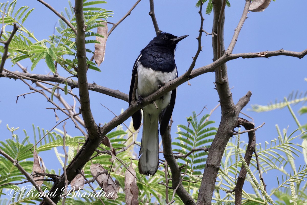 Oriental Magpie-Robin - ML620674227