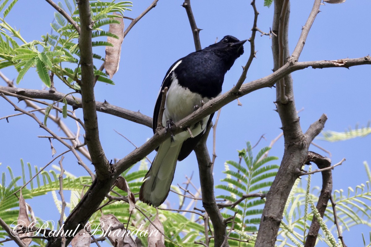 Oriental Magpie-Robin - ML620674229