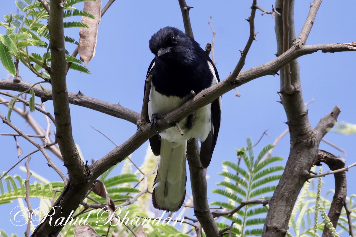 Oriental Magpie-Robin - ML620674230