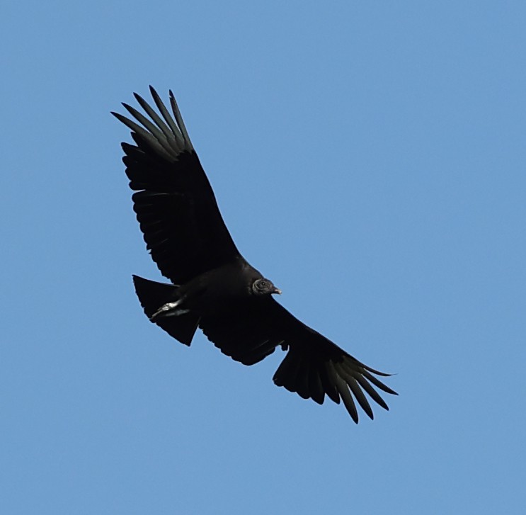 Black Vulture - ML620674232