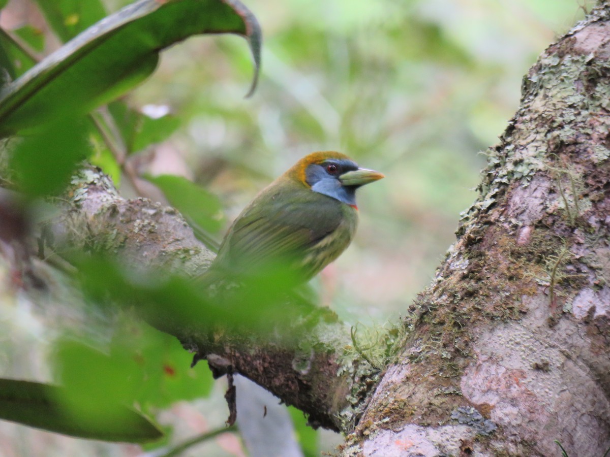 Versicolored Barbet (Blue-moustached) - ML620674233