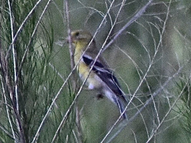 American Goldfinch - ML620674236