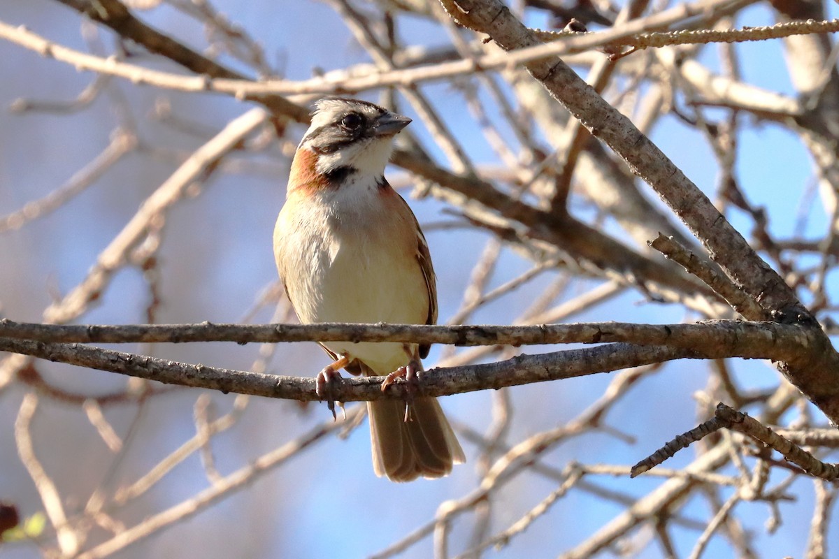 Rufous-collared Sparrow - ML620674238