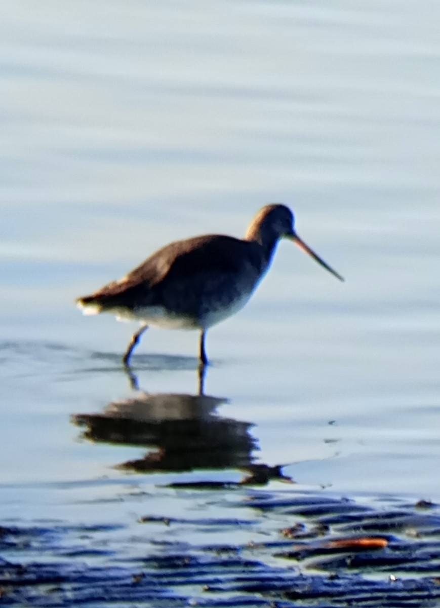 Hudsonian Godwit - ML620674241