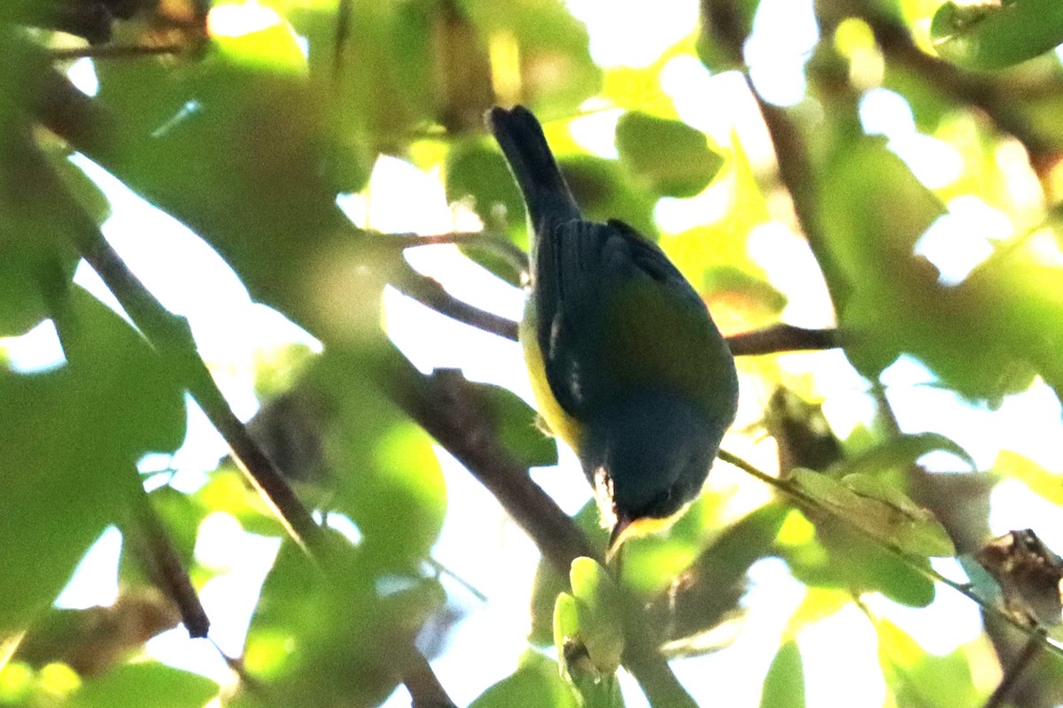 Tropical Parula - ML620674242