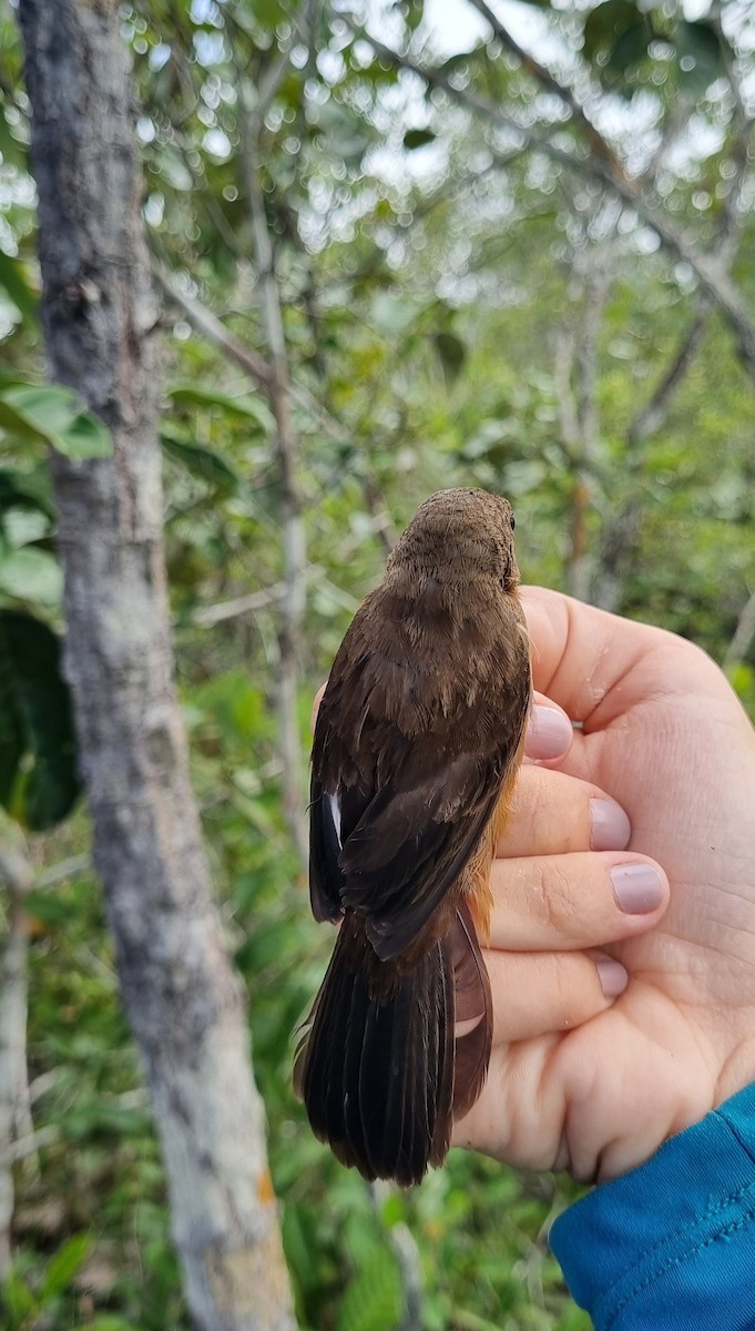 Chestnut-bellied Seed-Finch - ML620674246