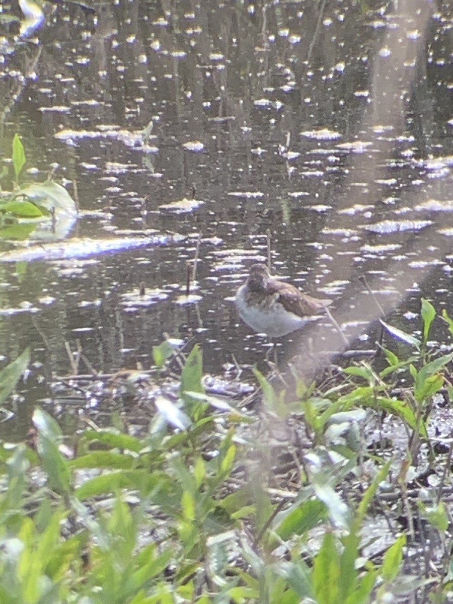 Solitary Sandpiper - ML620674248