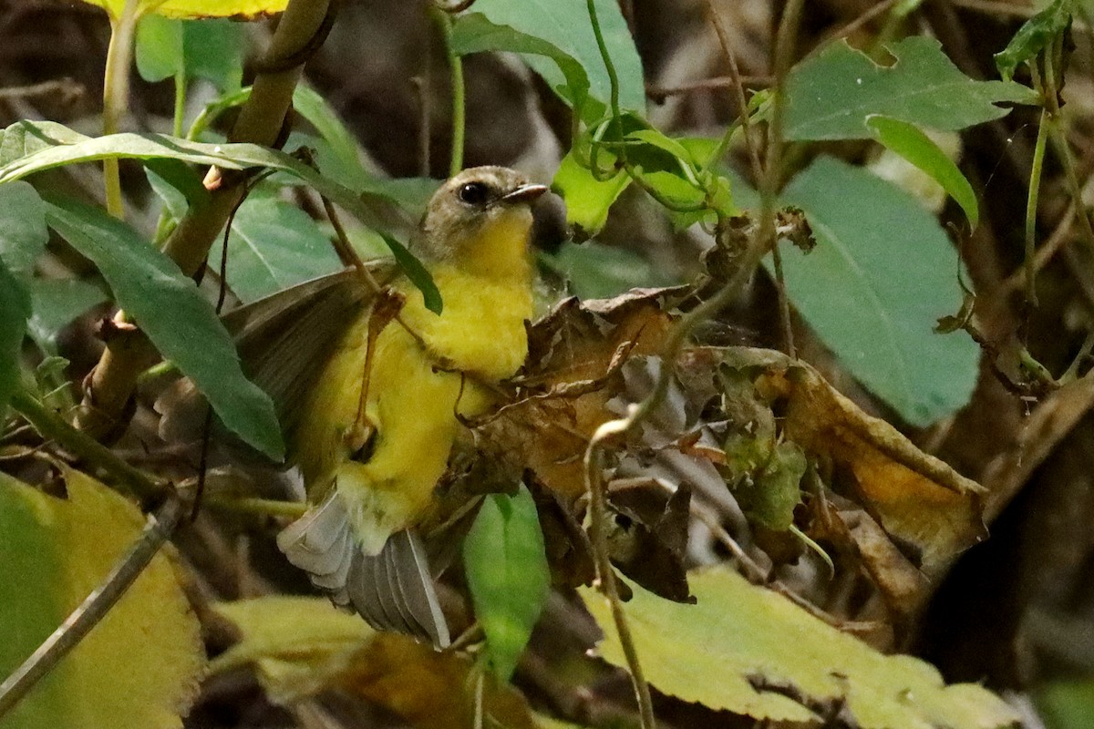 Golden-crowned Warbler - ML620674250