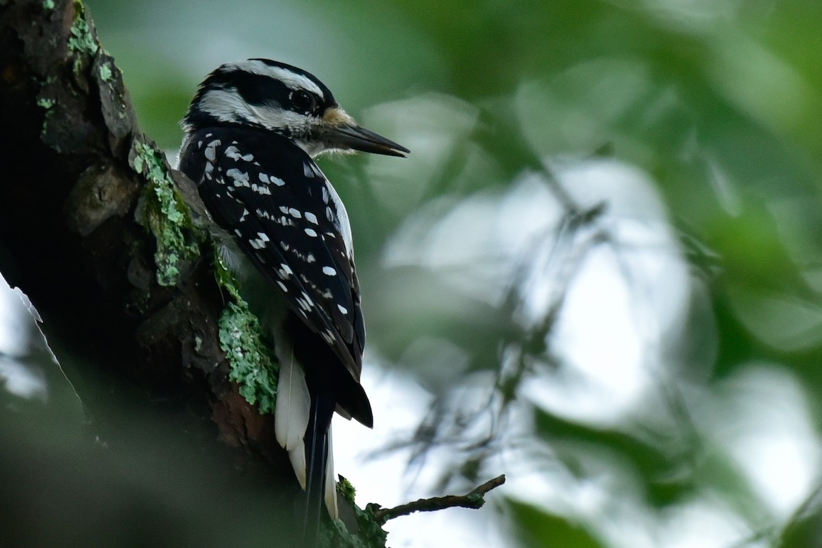 Hairy Woodpecker - ML620674251