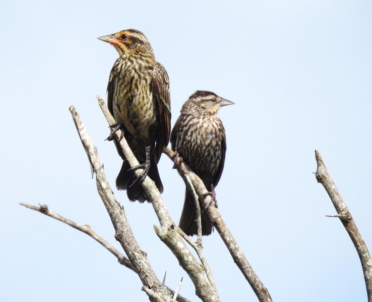 Red-winged Blackbird - ML620674252