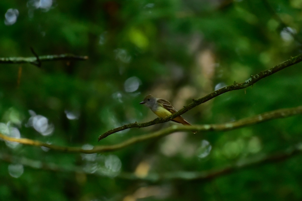 Great Crested Flycatcher - ML620674254