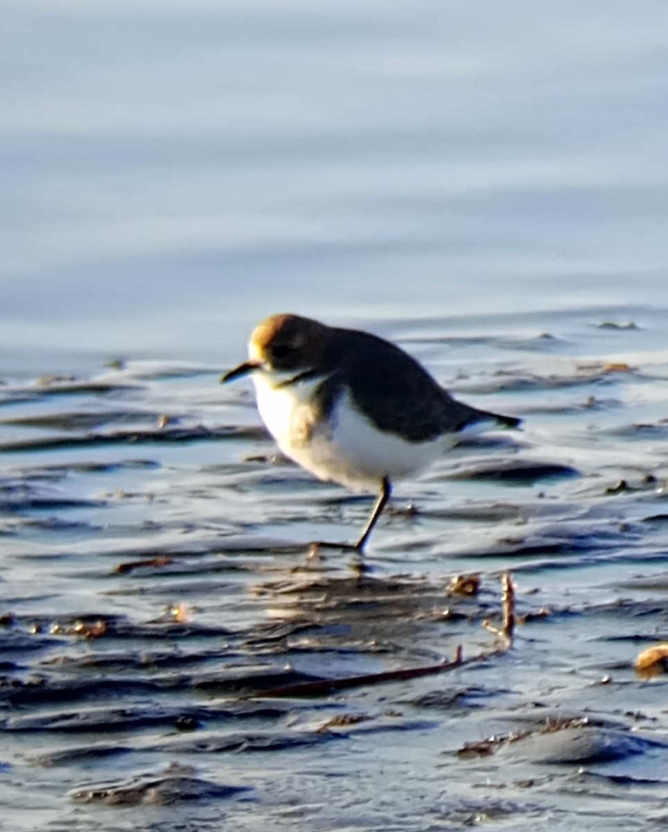 Two-banded Plover - ML620674255