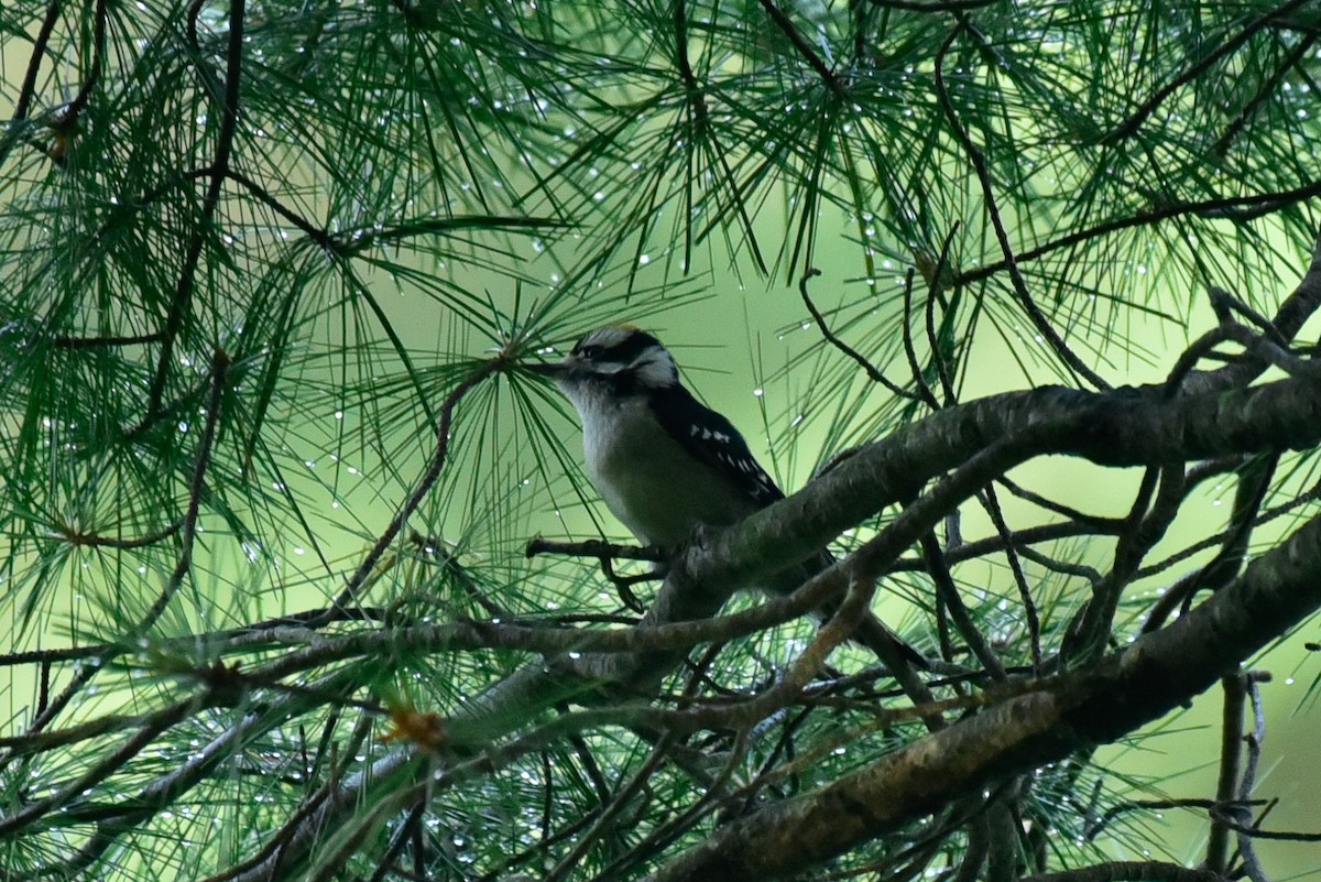 Downy Woodpecker - ML620674259