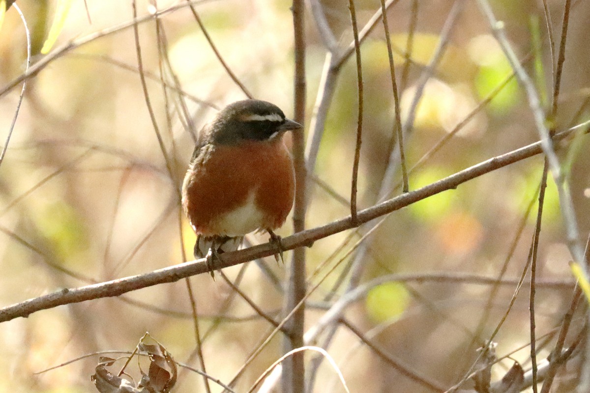 Black-and-rufous Warbling Finch - ML620674261