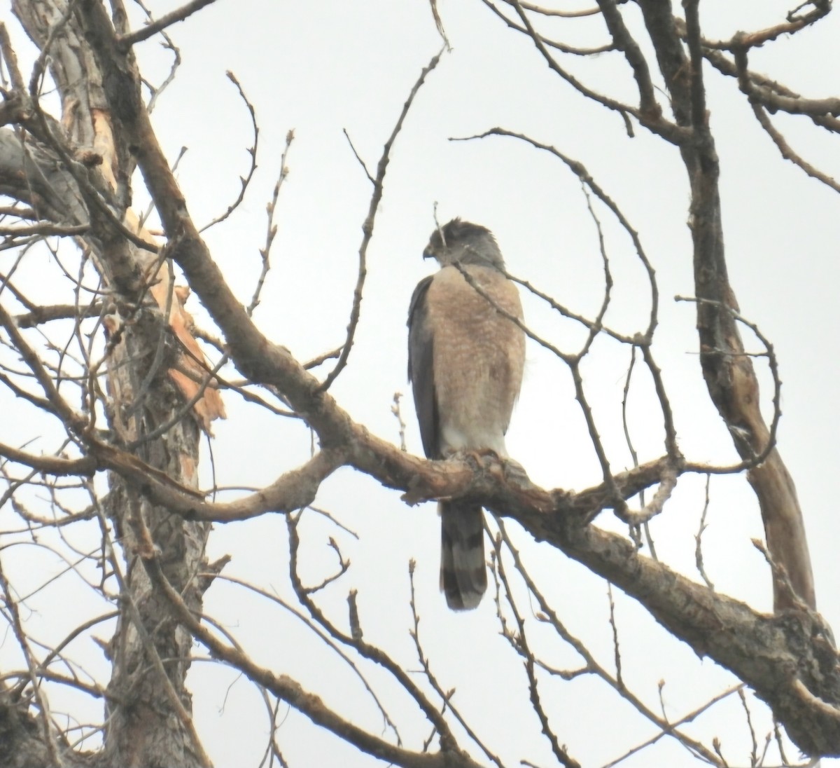 Cooper's Hawk - ML620674265