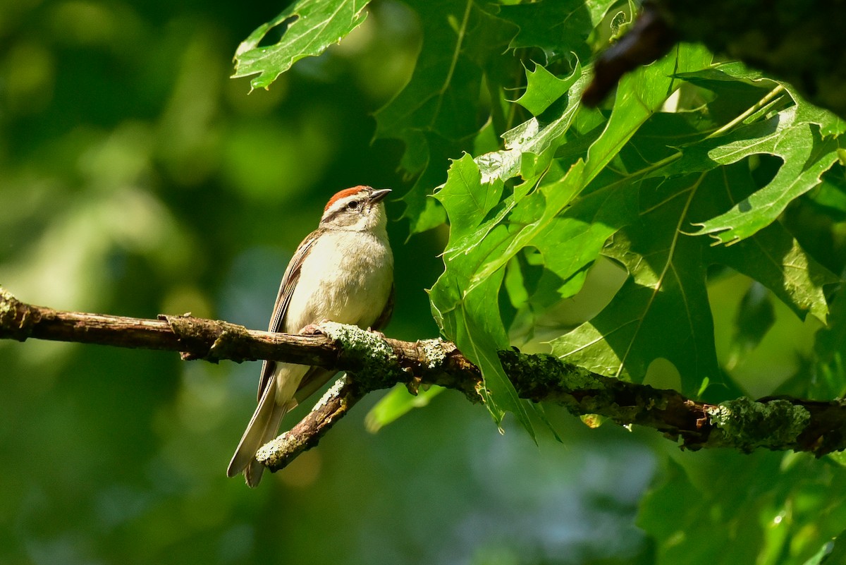 Chipping Sparrow - ML620674269