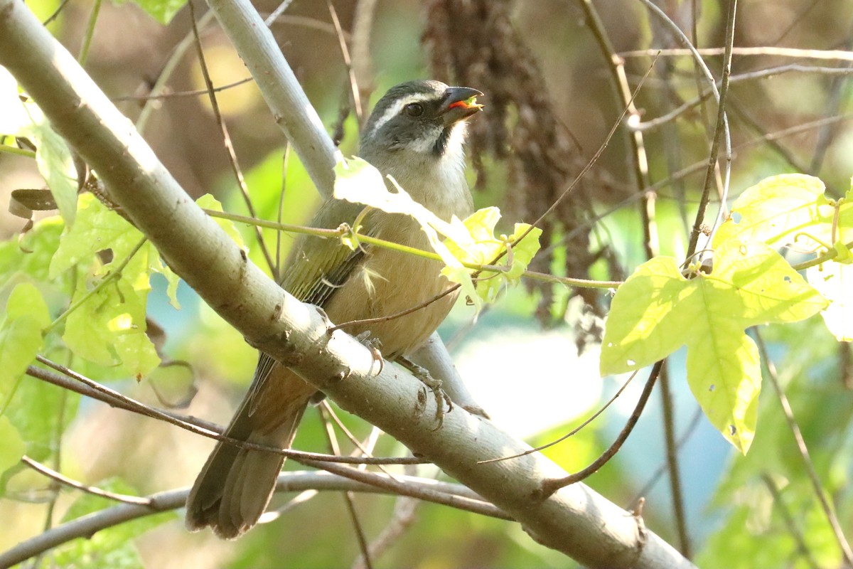 Green-winged Saltator - ML620674270