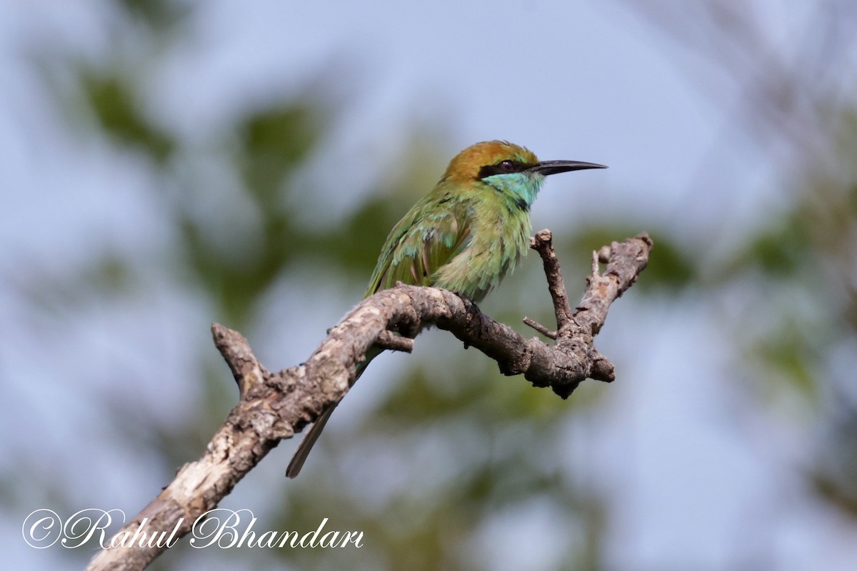 Asian Green Bee-eater - ML620674272