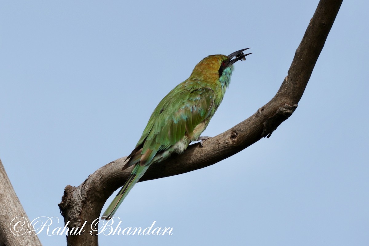 Asian Green Bee-eater - ML620674273