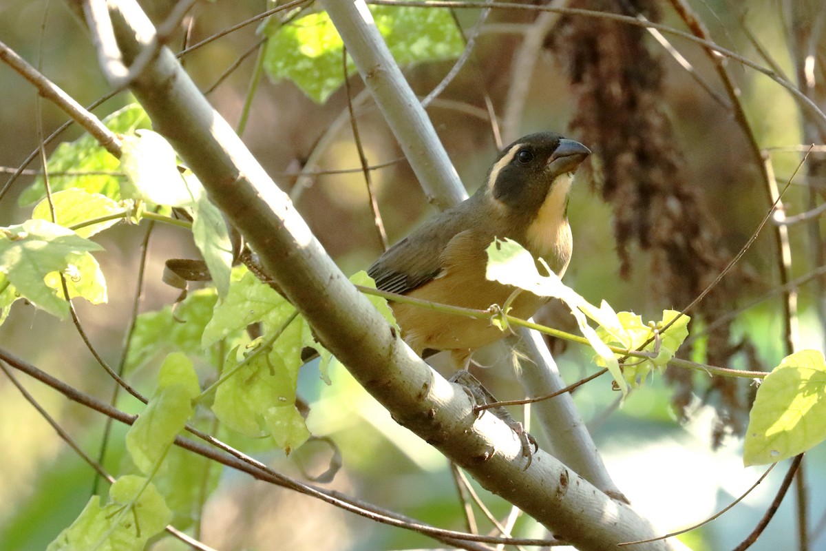 Golden-billed Saltator - ML620674282