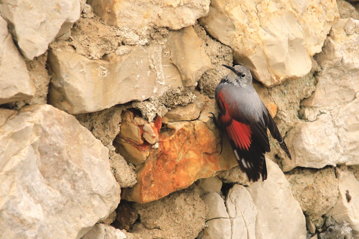 Wallcreeper - ML620674284