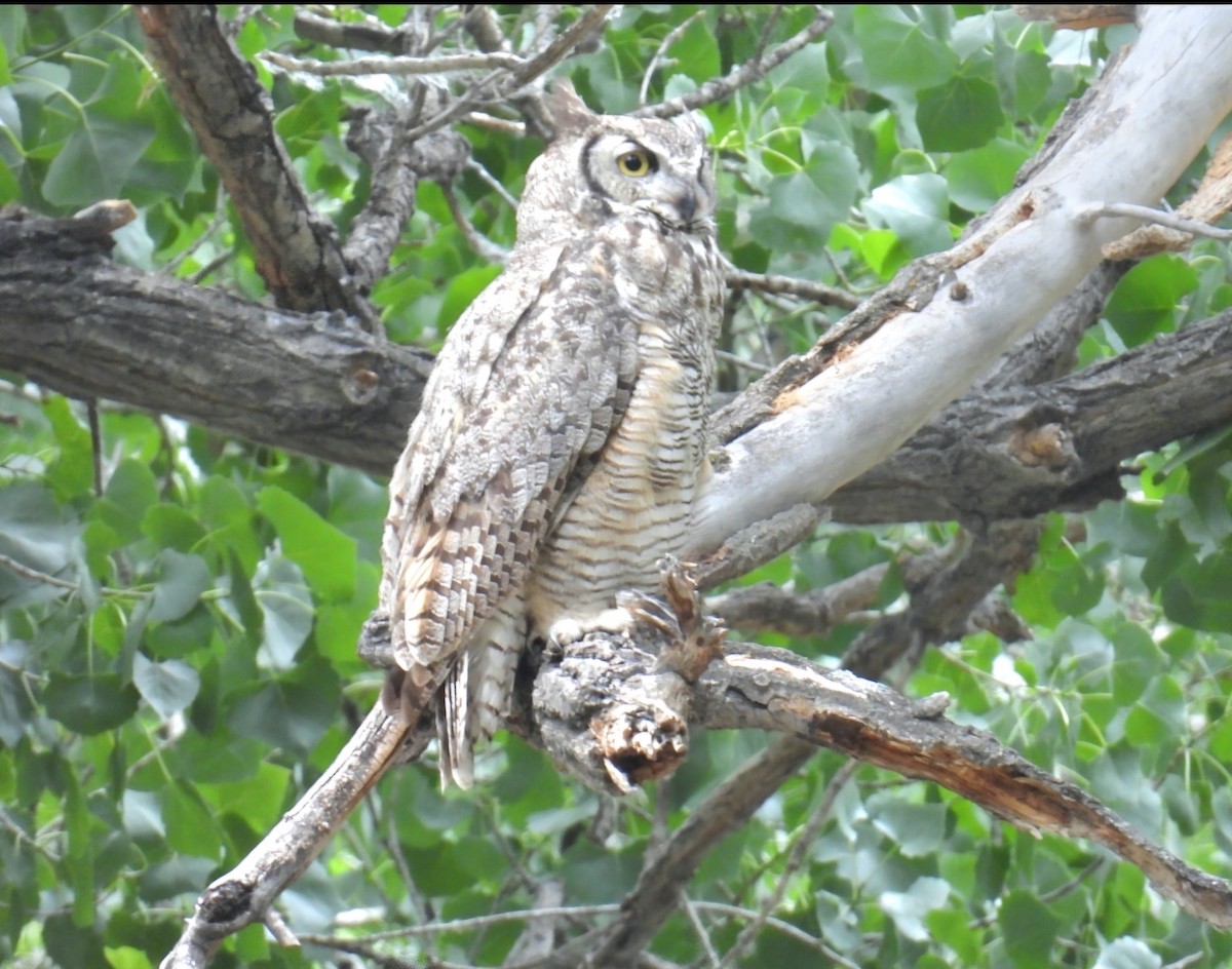 Great Horned Owl - ML620674286