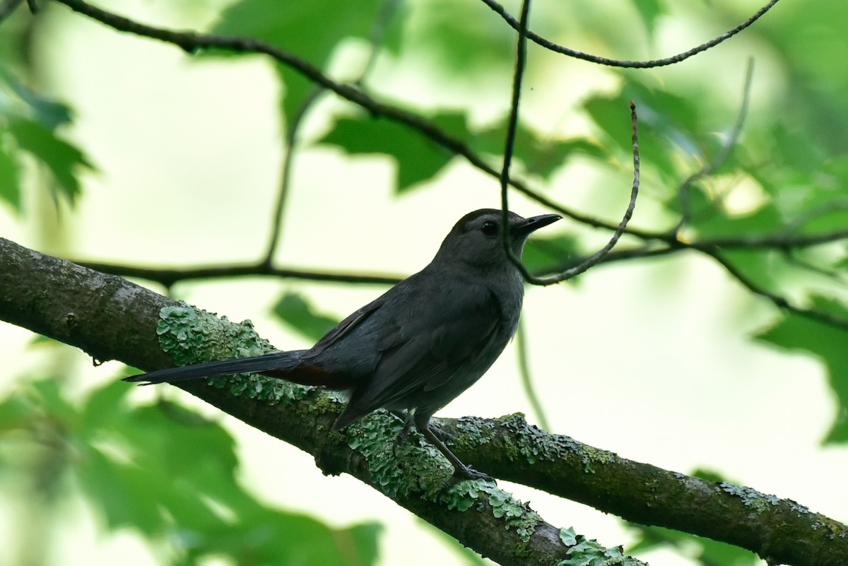 Gray Catbird - ML620674288