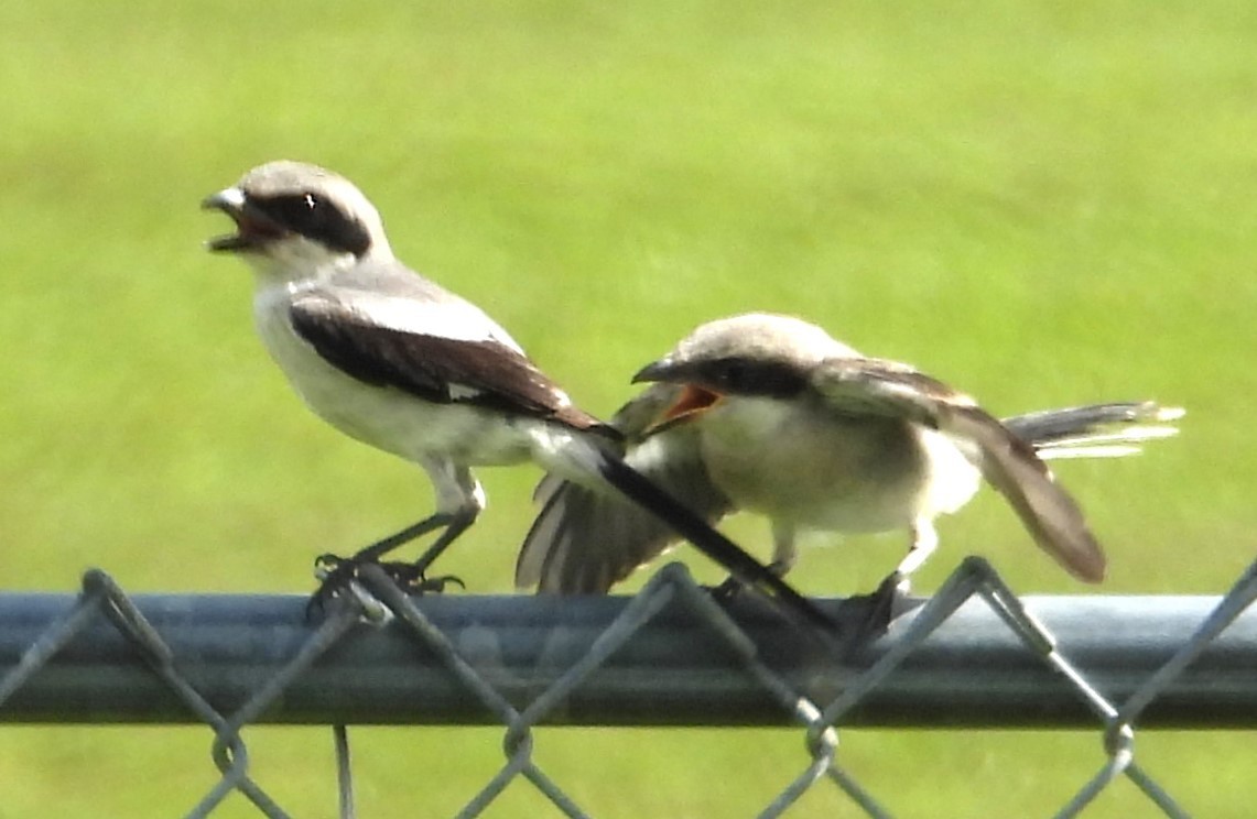 Loggerhead Shrike - ML620674291