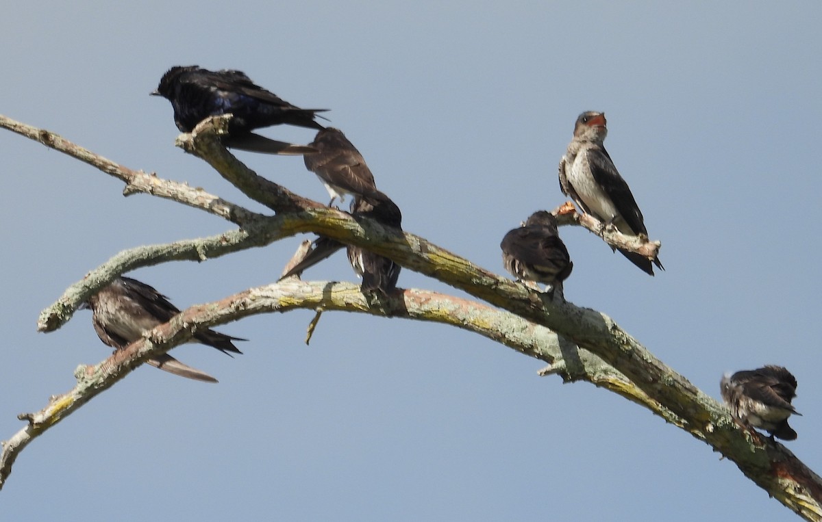 Purple Martin - ML620674299