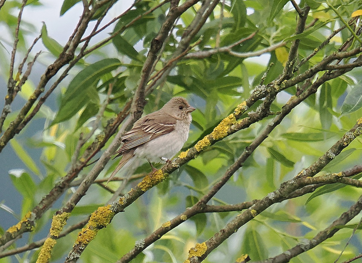 Common Rosefinch - ML620674300