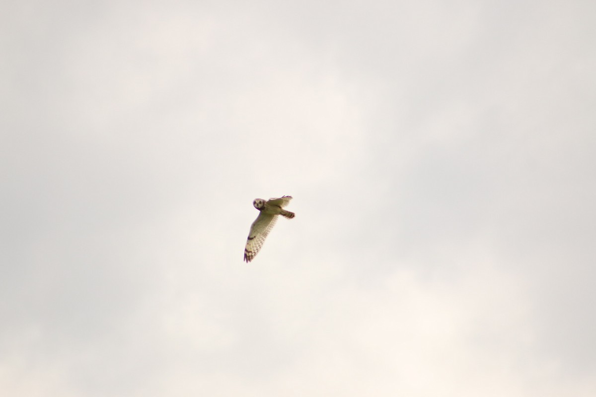 Short-eared Owl - ML620674302