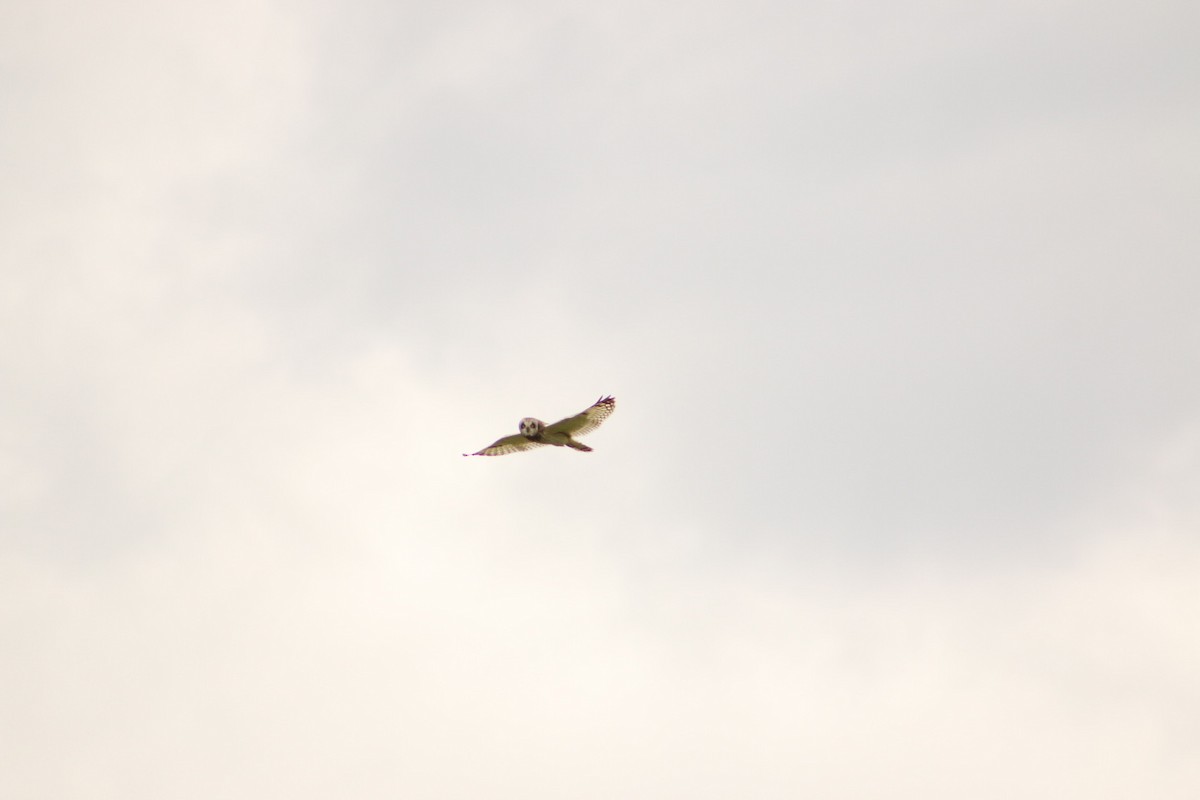 Short-eared Owl - ML620674303