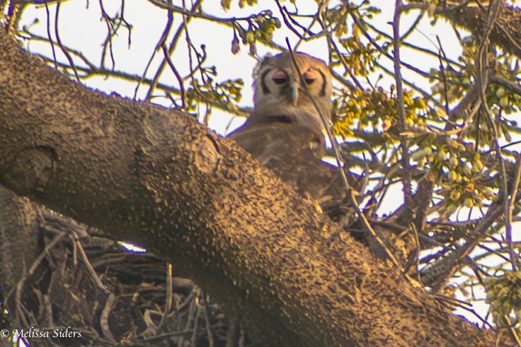 Verreaux's Eagle-Owl - ML620674307