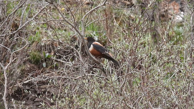 White-backed Thrush - ML620674309